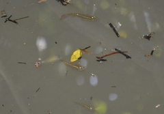 Aplocheilus lineatus