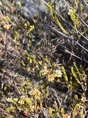 Diosma oppositifolia