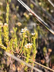 Diosma oppositifolia