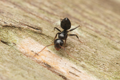 Camponotus mackayensis
