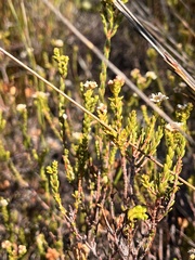 Diosma oppositifolia