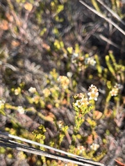 Diosma oppositifolia