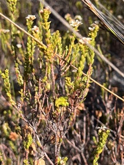 Diosma oppositifolia