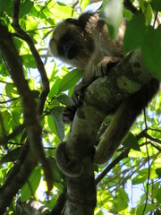 Alouatta caraya