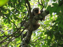 Alouatta caraya