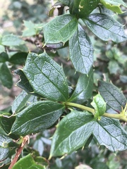 Berberis ilicifolia
