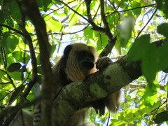 Alouatta caraya
