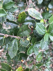 Berberis ilicifolia