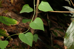 Echinostephia aculeata