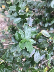 Berberis ilicifolia