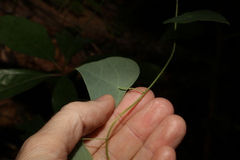 Echinostephia aculeata