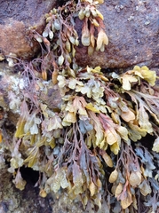 Fucus spiralis