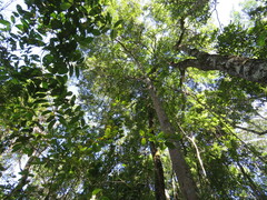 Alouatta caraya
