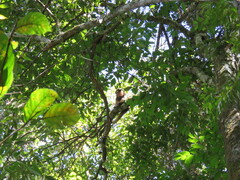 Alouatta caraya