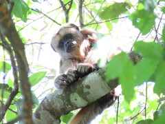 Alouatta caraya