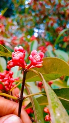 Garcinia lanceifolia