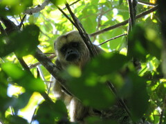 Alouatta caraya
