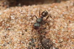 Rhytidoponera victoriae