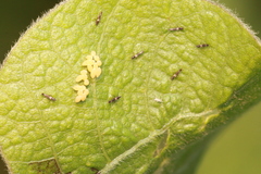 Megalurothrips sjostedti