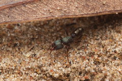 Rhytidoponera victoriae