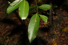 Cryptocarya microneura