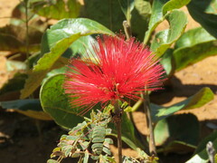 Calliandra dysantha
