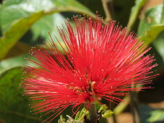 Calliandra dysantha