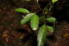Cryptocarya microneura