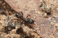 Rhytidoponera victoriae