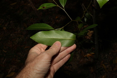 Cryptocarya microneura