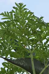 Prionosciadium thapsoides
