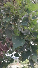 Erythrina lysistemon