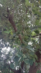 Erythrina lysistemon