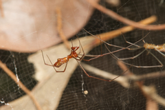 Argyrodes fissifrons