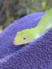 Naultinus elegans