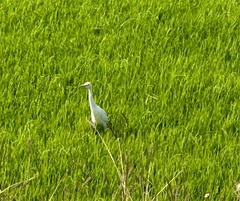 Egretta garzetta