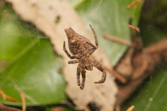 Cyrtophora exanthematica