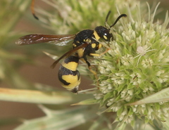 Parodontodynerus ephippium