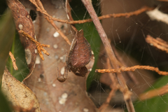 Cyrtophora exanthematica