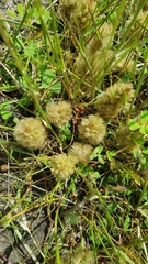 Ptilotus spathulatus