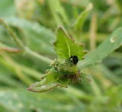 Aphis