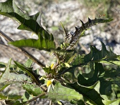 Solanum tampicense