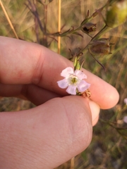 Agalinis communis