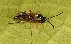 Diplazon tibiatorius