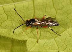 Diplazon tibiatorius