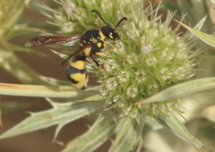 Parodontodynerus ephippium