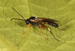 Diplazon tibiatorius