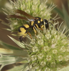 Parodontodynerus ephippium