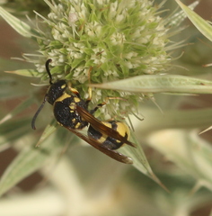 Parodontodynerus ephippium