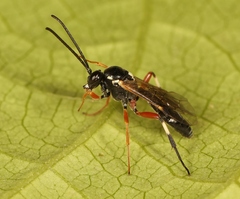 Diplazon tibiatorius